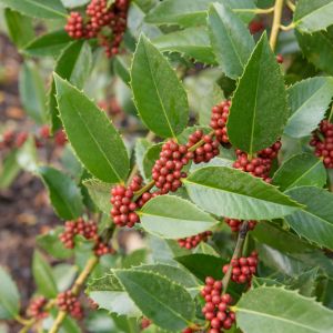 Ilex x koehneana ‘Chestnut Leaf’ – Holly – get a quote