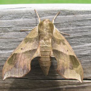 Virginiacreeper Sphinx – Darapsa Myron get a quote
