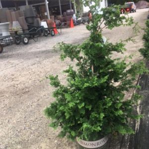 Chamaecyparis obt. ‘Gracilis’ – Hinoki get a quote