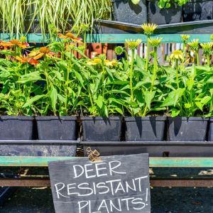 Beautiful Blooming Deer Resistant Plants get a quote
