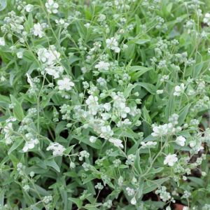 Omphalodes linifolia – Venus’s Navelwort – Navelwort – get a quote