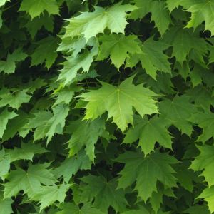 Acer platanoides ‘Jade Glen’ ‘ Norway Maple – Maple – get a quote
