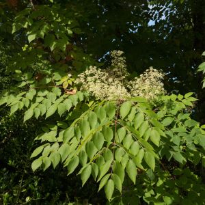 Aralia chinensis – Chinese Aralia – Chinese Angelica Tree – get a quote