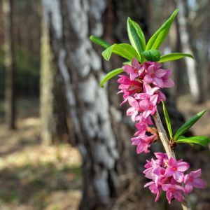 Daphne mezereum – February Daphne – Mezereon get a quote