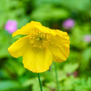 Meconopsis cambrica – Welsh Poppy get a quote