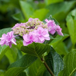 Hydrangea macrophylla ‘Otaksa’ – Bigleaf Hydrangea – Garden Hydrangea – Florist’s Hydrangea – get a quote