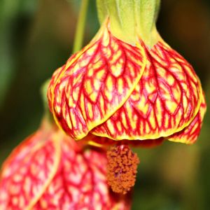 Abutilon x ‘Tiger Eye’ – Tiger Eye Flowering Maple – get a quote