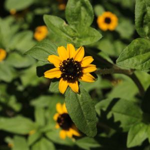 Sanvitalia procumbens – Creeping Zinnia – get a quote