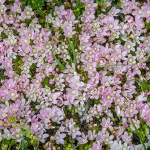 Anagallis tenella – Bog pimpernel – Pimpernel get a quote