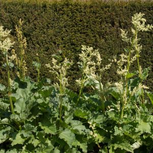 Rheum officinale – Chinese rhubarb – Indian rhubarb – Rhubarb – get a quote