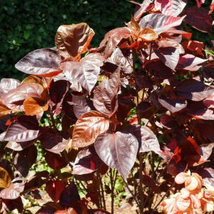Acalypha wilkesiana ‘Macrophylla’ – Fijian Fire Plant – Cooper Leaf – Fire Dragon – Jacob’s Coat – Match-me-if-you-can – get a quote