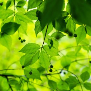 Euonymus oxyphyllus – Spindle Tree – get a quote