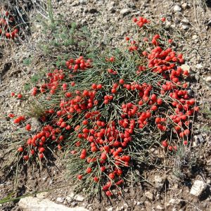 Ephedra minima – Joint Fir -Mormon – Tea – Mexican Tea – get a quote