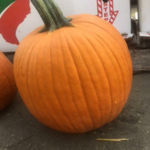 Pumpkin – large get a quote