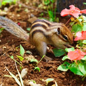 Chipmunks get a quote