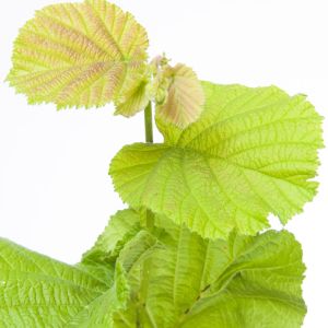 Corylus avellana ‘Aurea’ – Cobnut – Common Hazel – European Hazel – Filbert – Hazel – get a quote