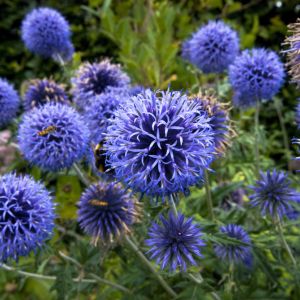 Echinops ritro ‘Veitch’s Blue’ – Small Globe Thistle – Globe Thistle – get a quote