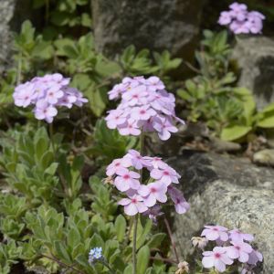 Androsace primuloides – Douglasia – Rock jasmine get a quote