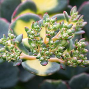 Sedum sieboldii Mediovariegatum’ – Foliis Mediovariegatis’ – Foliis Variegatis’ – Sedum sieboldii ‘Variegatum’ – October Daphne – Hylotelephium – Stonecrop get a quote