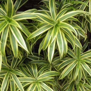 Dracaena reflexa – Pleomele – Song of India – get a quote