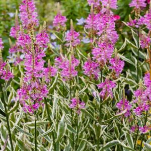 Physostegia virginiana ‘Variegata’ – Physostegia virginiana subsp. speciosa ‘Variegata’ – Physostegia speciose – Obedient Plant – False Dragon Head – get a quote