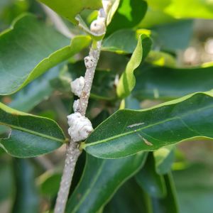 Indian Wax Scale – Ceroplastes ceriferus get a quote