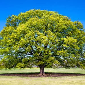 Zelkova serrata ‘Goblin’ get a quote