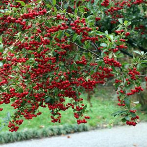 Pyracantha koidzumii – Formosa Firethorn – Firethorn – get a quote