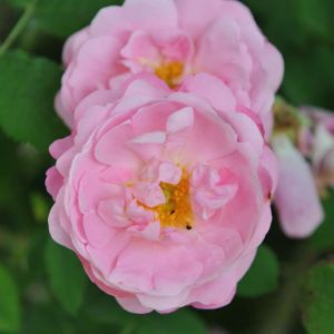 Rosa ‘Belle Amour’ – get a quote