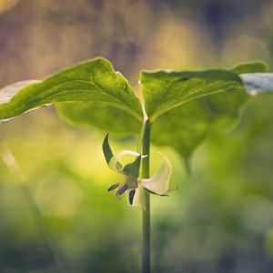 Trillium cernuum – Nodding Trillium – Nodding Wood Lily – Trinity Flower – Wakerobin – Wood Lily – get a quote