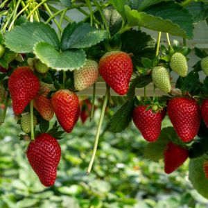 Growing Strawberries get a quote