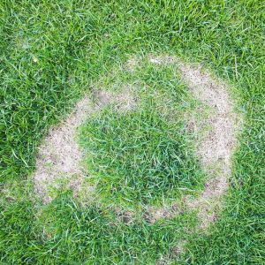 Buy Turfgrass Ailments/Diseases Plants