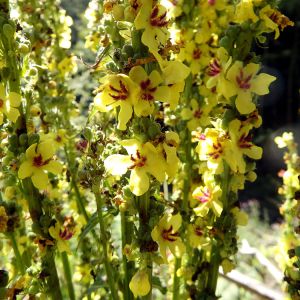 Verbascum densiflorum – Verbascum thapsiforme – Celsia – Mullein – get a quote