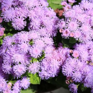 Ageratum houstonianum ‘Blue Danube’ – Floss Flower get a quote