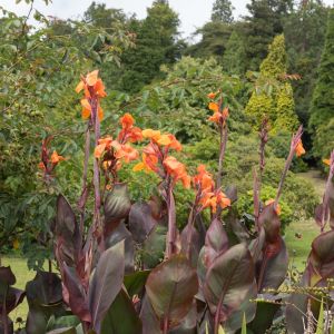 Canna ‘Wyoming’ – Indian Shot – get a quote