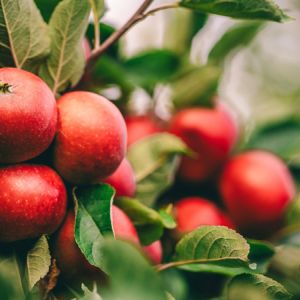 Growing Apples get a quote