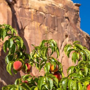 Fruit Trees in Midwest USA get a quote