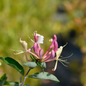Lonicera periclymenum ‘Belgica’ – Lonicera periclymenum ‘Early Dutch Honeysuckle’ – Common Honeysuckle – Honeysuckle – Woodbine – get a quote