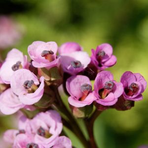 Bergenia ‘Pinneberg’ – Megasea – Elephant’s Ears – Pigsquek – get a quote