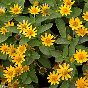 Sanvitalia procumbens ‘Golden Carpet’ – Creeping Zinnia – get a quote