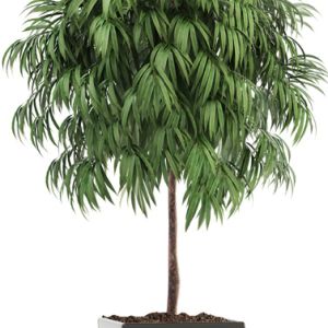 Ficus alii – Ficus binnendijkii ‘Alii’ get a quote