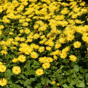 Doronicum orientale ‘Magnificum’ – Doronicum caucasicum ‘Magnificum’ – Leopard’s Bane – get a quote