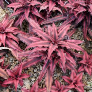 Cryptanthus bivittatus – Earth Star – Starfish Plant – get a quote
