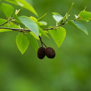 Alnus firma ‘ Japanese Alder ‘ Alder get a quote