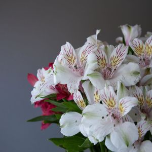 Alstroemeria ‘Beatrix’ – Alstroemeria ‘Stadoran’ – Peruvian lily get a quote