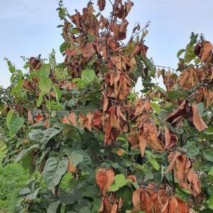 Fire Blight get a quote