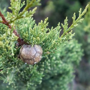 Juniperus excelsa – Greek Juniper – Sabina – Juniper get a quote