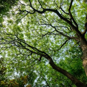 Pistacia chinensis – Chinese Mastic – Chinese Pistachio – Pistachio – get a quote