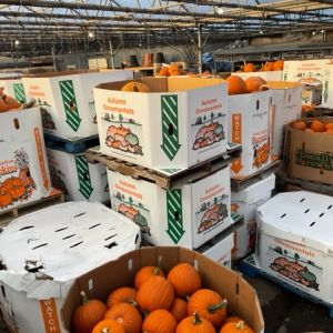 Bulk Pumpkin for Delivery get a quote