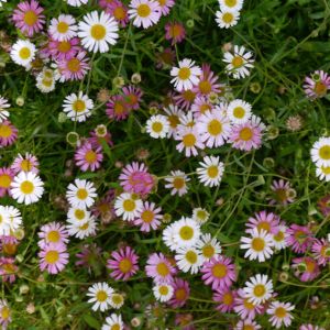 Erigeron karvinskianus – Erigeron mucroonatus – Mexican Daisy – Santa Barbara Daisy – Fleabane Daisy – Fleabane – get a quote